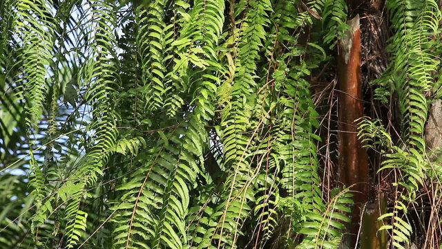 The Sword Fern (Nephrolepis exaltata) is a species of fern in the family Lomariopsidaceae (sometimes treated in the families Davalliaceae or Oleandraceae, or in its own family, Nephrolepidaceae). Bali