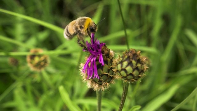 Slowmotion Aufnahme einer Hummel beim Saugen