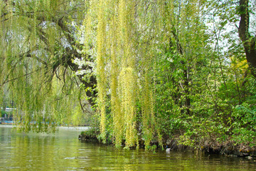 Lake in the park park Sofievka, Uman, Ukraine