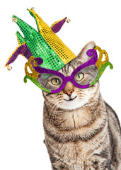Funny Mardi Gras Cat © adogslifephoto