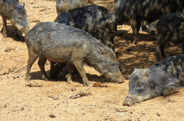 wild pigs in the jungle grazing