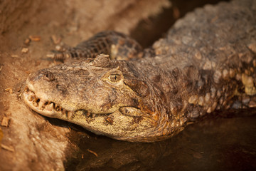 Crocodile sitting near the edge of lake 