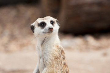 Fototapeta premium Meerkat portrait 