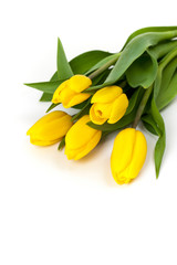 Yellow tulips on white background. Selective focus.