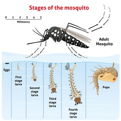Nature, Aedes aegypti Mosquito stilt, the life cycle