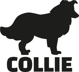 Collie with breed name