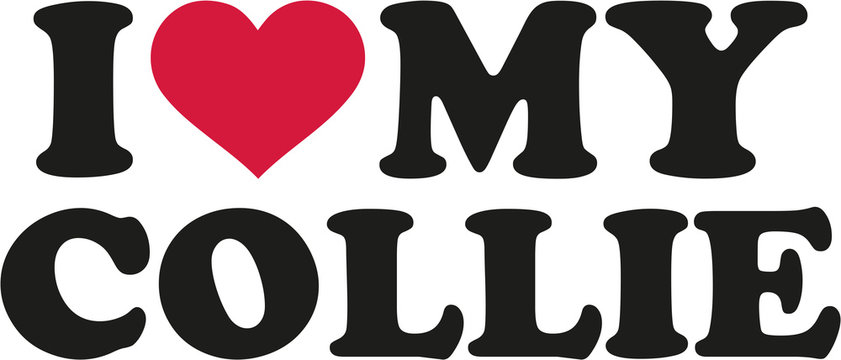 I love Collie