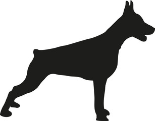 Doberman standing