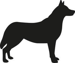 Husky dog silhouette