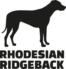 Rhodesian ridgeback with breed name