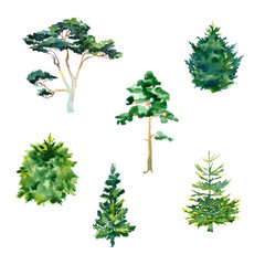 Set of watercolor coniferous trees on a white background - 101415433