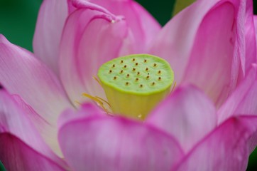 lotus blooming in summer morning