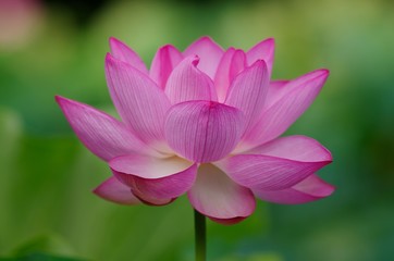 lotus blooming in summer morning