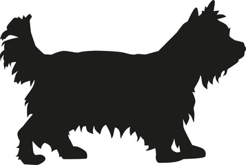 Yorkshire Terrier dog - obrazy, fototapety, plakaty