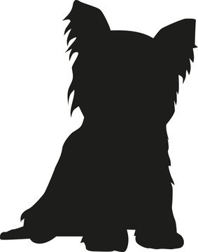 Yorkshire Terrier sitting silhouette