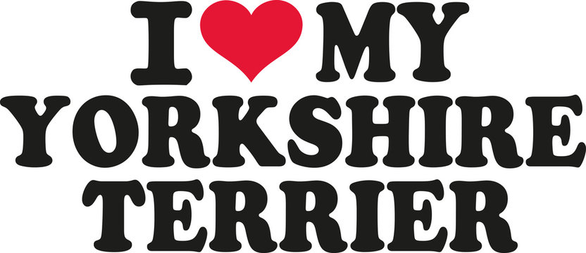 I love my yorkshire terrier