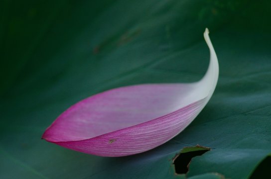 Fototapeta lotus blooming in summer morning