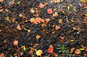 Orange flower petals scattered on asphalt