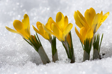 Fototapeta na wymiar yellow crocuses in snow 