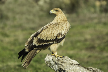 spanish imperial eagle (aquila adalberti)