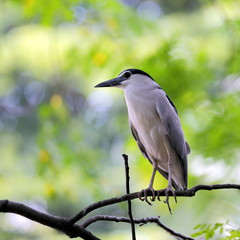 Collared Kingfisher Resting on Tree Branch