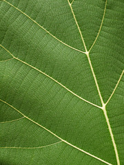 green leaf texture ( teak leaf )