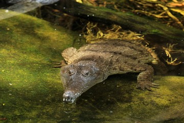 Fototapeta premium Crocodile (Slender-Snouted Crocodile)