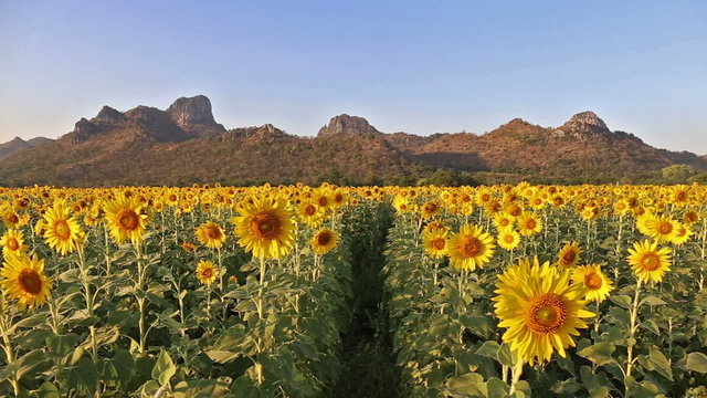flowering sunflowers on a hill and background sunset time