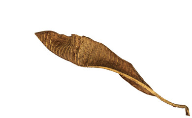 Dead leaf on the white background