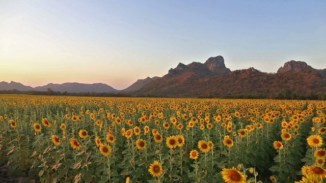 flowering sunflowers on a hill background and sunset time