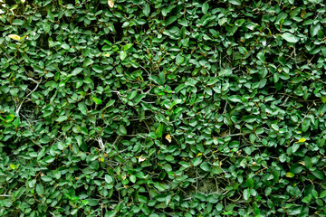 Plants wall background