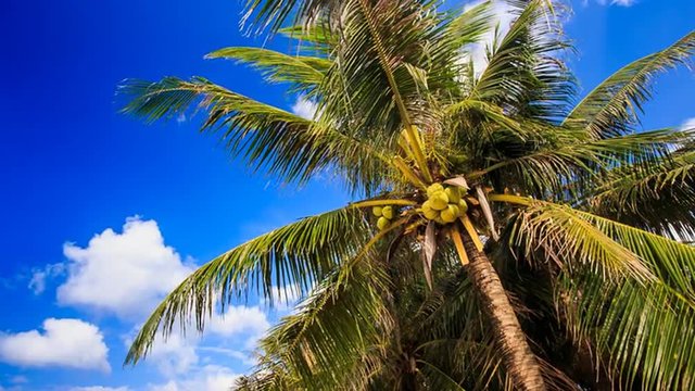 Wind Shakes Branches of Palm with Coconuts against Blue Sky