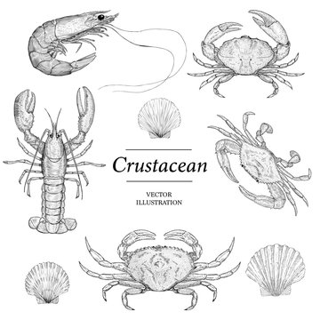Hand Drawn Crustacean and Shell Illustrations