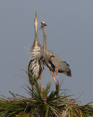 Great Blue Herons (Ardea herodias) Engaged in Courtship Behaviour - Florida