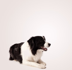 Cute border collie with copy space