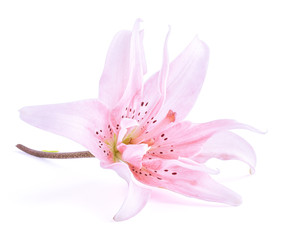 Flower pink lily isolated on white