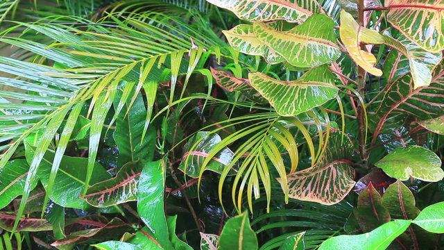 Tropical Garden Rain Croton Areca Palm Lush Green Foliage Nature Relaxation Plants