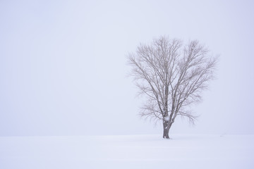 Fototapeta na wymiar 冬の北海道・美瑛の風景
