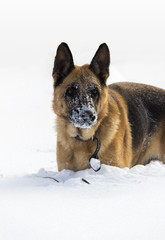 Dog in the snow