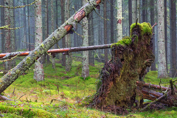 Uprooted tree in coniferous forests