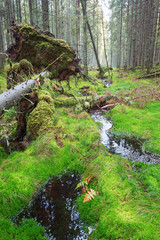 Fototapeta premium Creek at a uprooted tree in the spruce forests