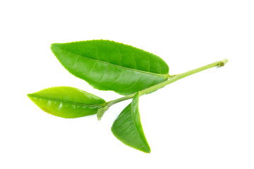 Obraz premium Tea leaves isolated on the white background