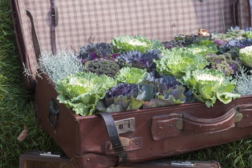 Цветы, посаженные в чемодане