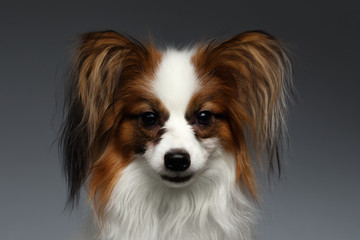 Closeup Portrait of White Papillon Dog Looking in Camera