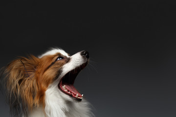 Closeup Surprised White Papillon Dog with opened mouth