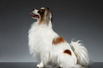 White Papillon Dog Sits on black
