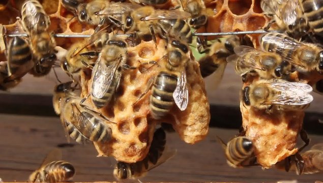 Future Queen Bee develops in a wax cocoon.