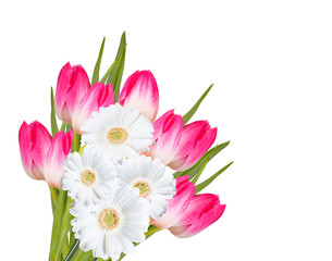 Gerber Daisy  and tulip isolated on white background