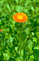 Calendula officinalis (lat. Caléndula officinális)