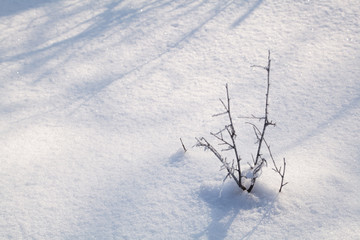 snow-covered land closeup winter day